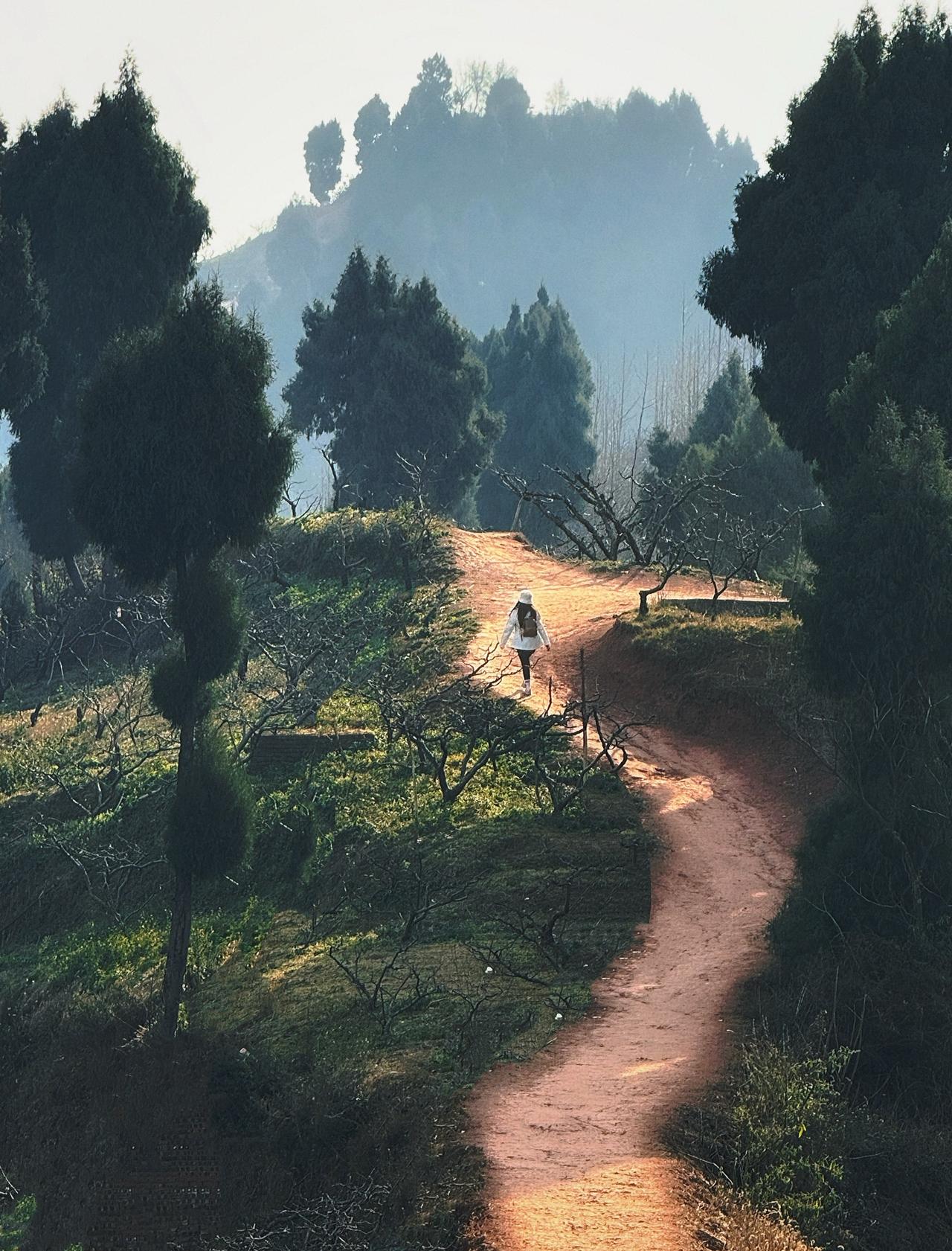 森林穿行道📍成都云之下香樟小院🌲钻进漫画里！成都周边小众徒步路线，香樟