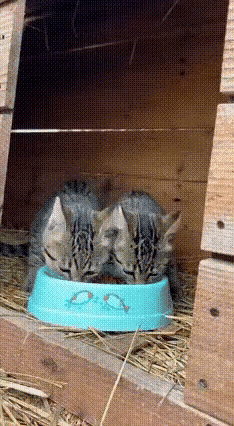 两只小狸花猫正在埋头干饭，这猫粮多少觉得有点素，两个小家伙正盘算着待会能不能撒泼