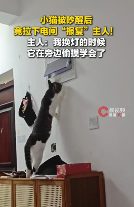 河南郑州，小猫正在睡觉，主人在一旁玩电脑，把猫咪给吵醒了。小猫气不过想报复主人，
