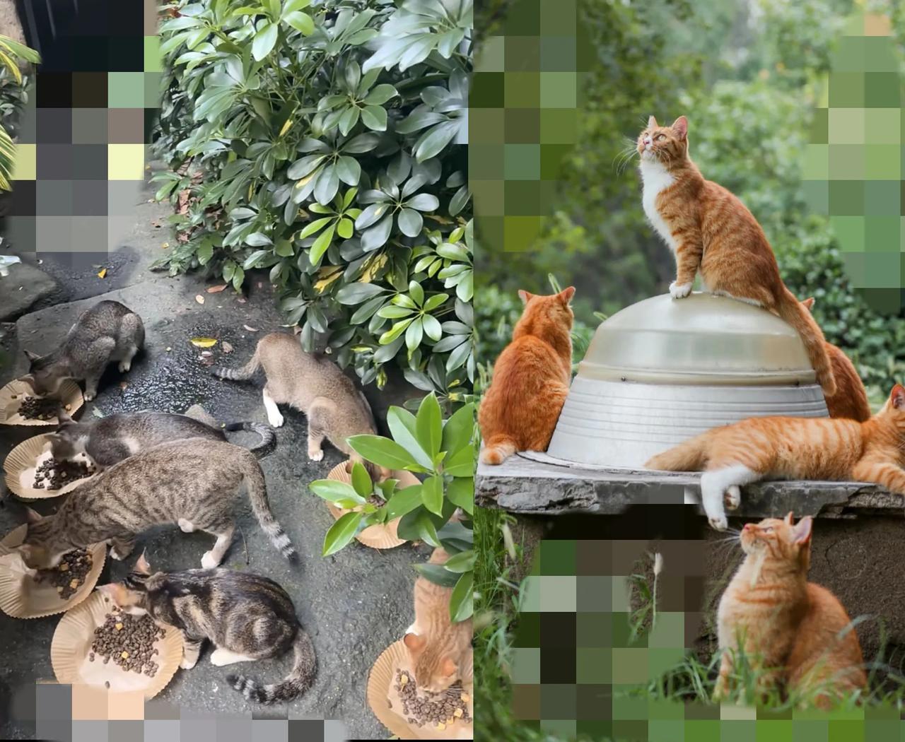 你敢信吗？小区公园突然成了流浪猫的快乐老家，这一切居然始于一位阿姨的一次心软。