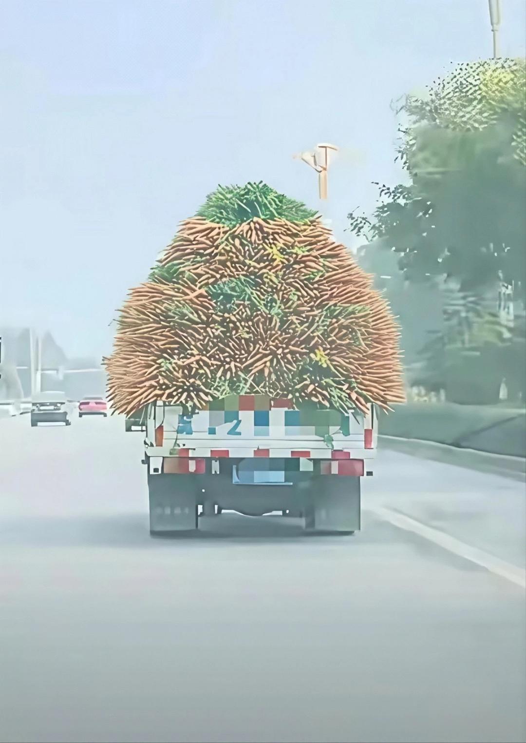 跟了一路一根也没掉下来