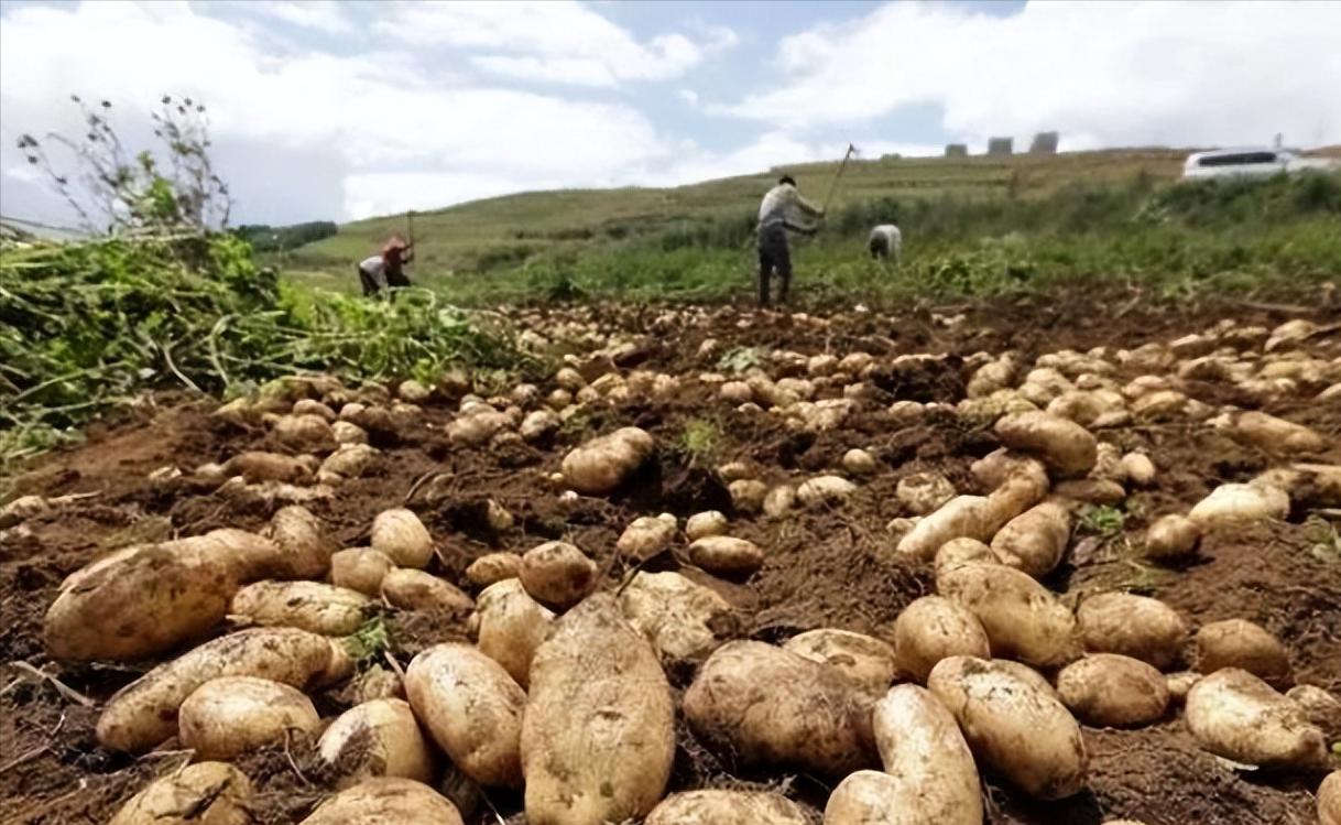 中国人为什么不把土豆当主食，而在欧美却是主食？其实原因很简单：[爱心]土豆在