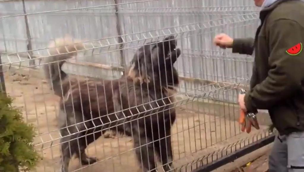 护卫犬排名_卡斯罗护卫犬(2)