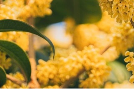 桂花的种植方法一、选择时间：在种植桂花之前，有必要知道最合适的时间，春天更适合种