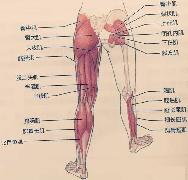 久坐屁股疼、腿发麻？有可能是梨状肌综合征今天上午骨伤科专家门诊接