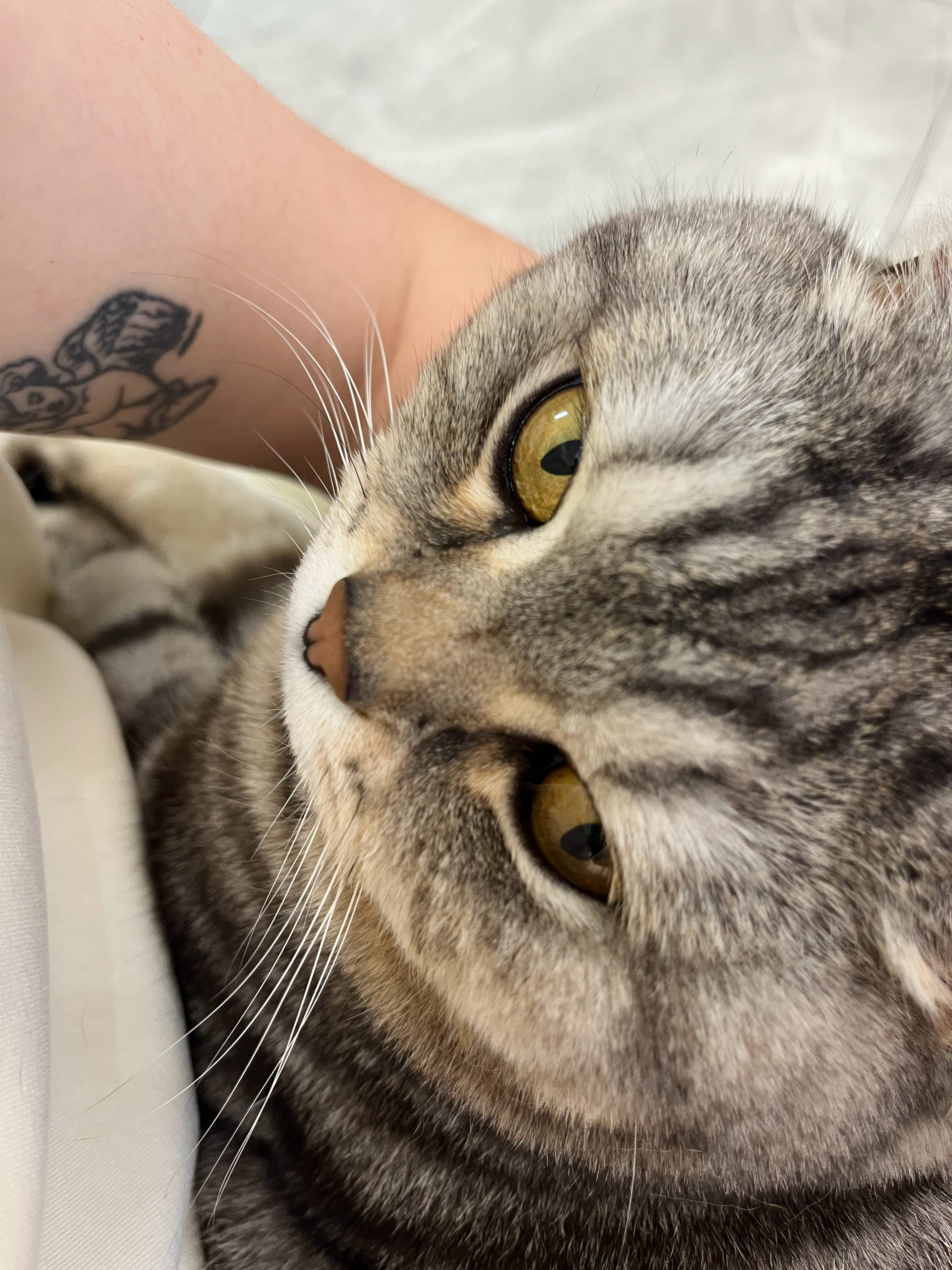 洗完澡的小猫咪香香的好好rua谁懂​​​