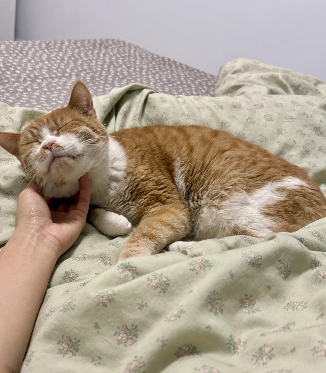 哈尔滨橘猫求领养