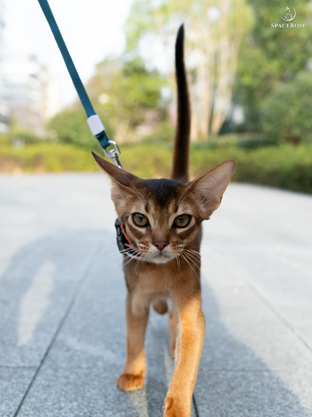 都闪开，本喵今天出来招摇过市了！丨蹲家