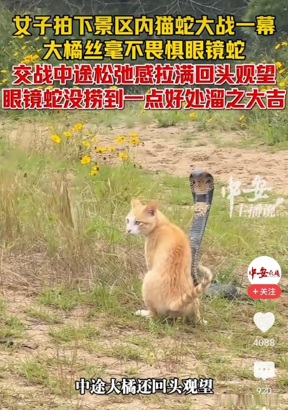 太震撼了！眼镜蛇直立上身锁死橘猫，橘猫悠闲躲开顺便看了眼风景，这只橘猫给所有紧绷