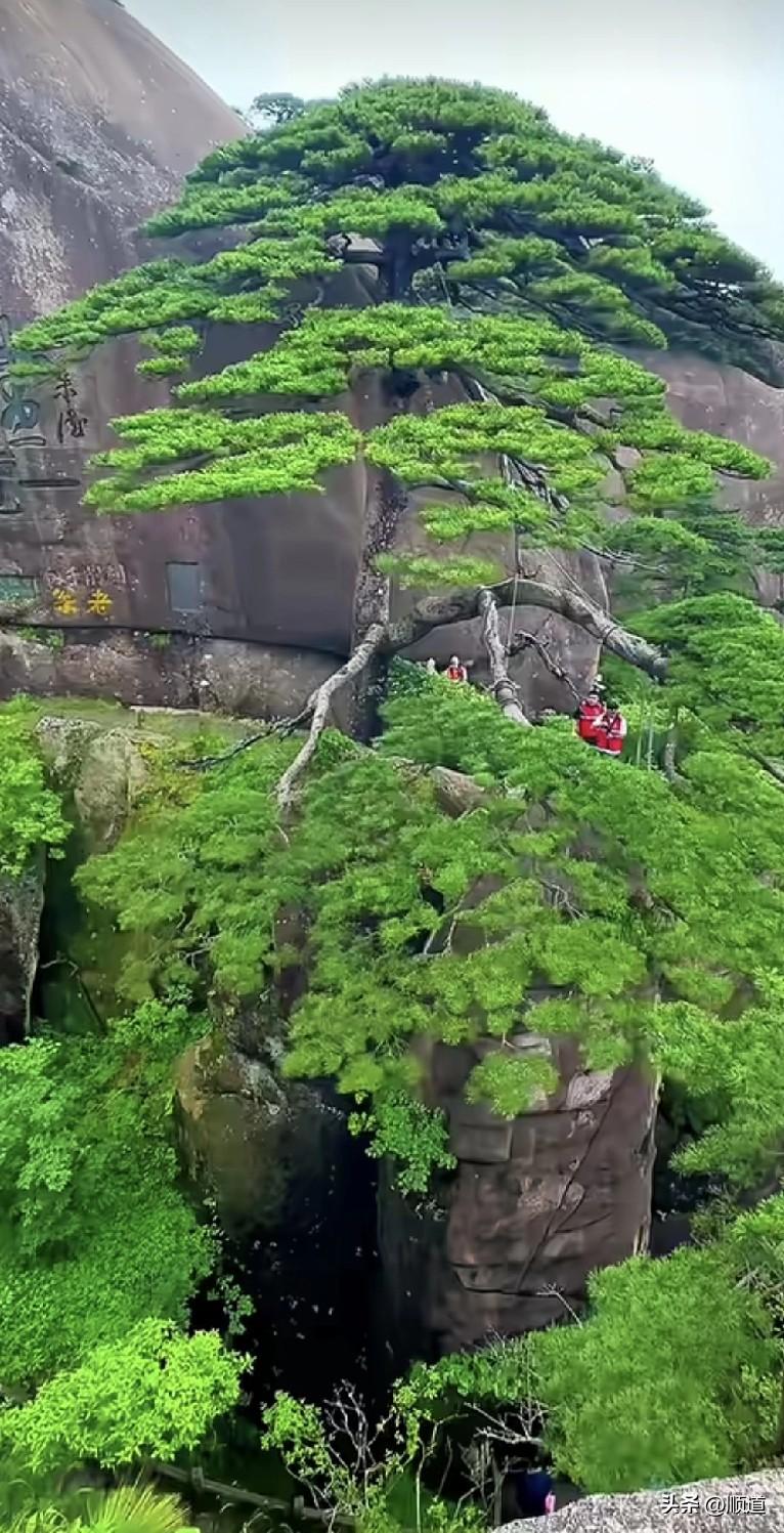 我刚刚发现一个吃不胖的好办法。就是每餐都吃你不想吃的食物，或者每餐都吃同一种食物