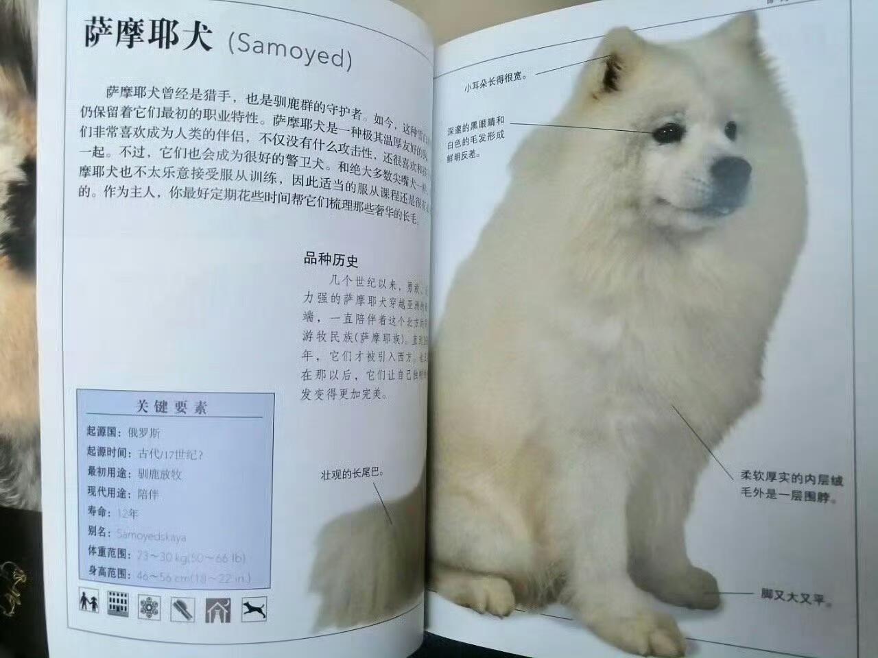 萨摩耶曾经是猎手​​​