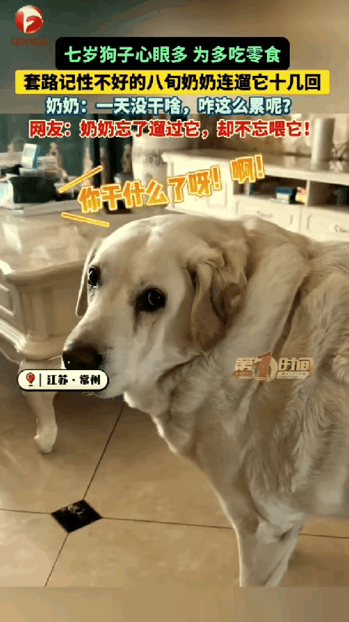成精了！江苏这只拉布拉多，把健忘奶奶拿捏得死死的，一天遛十几趟，
