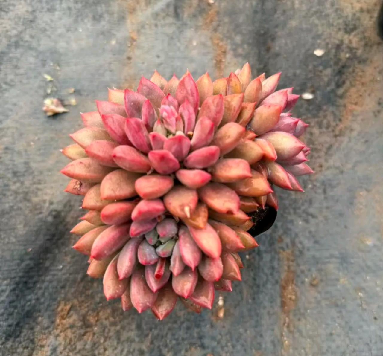 第一次听到券商中信证券提醒大家要理性投资，真是一条好建议。现在不理性人太多了，倾