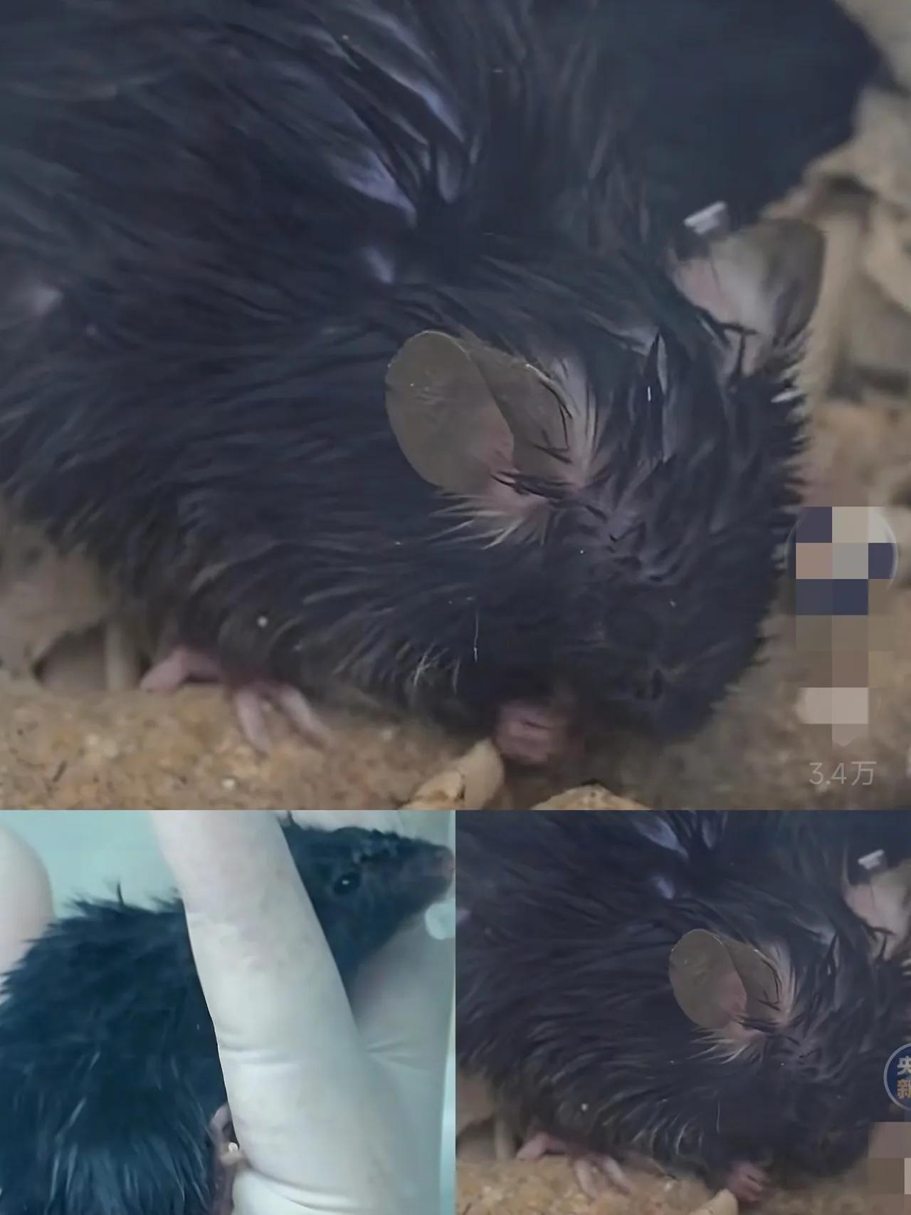 所有人都在关注航天员，但是却没有人关注那4只航天鼠！原本计划5天回地球，结