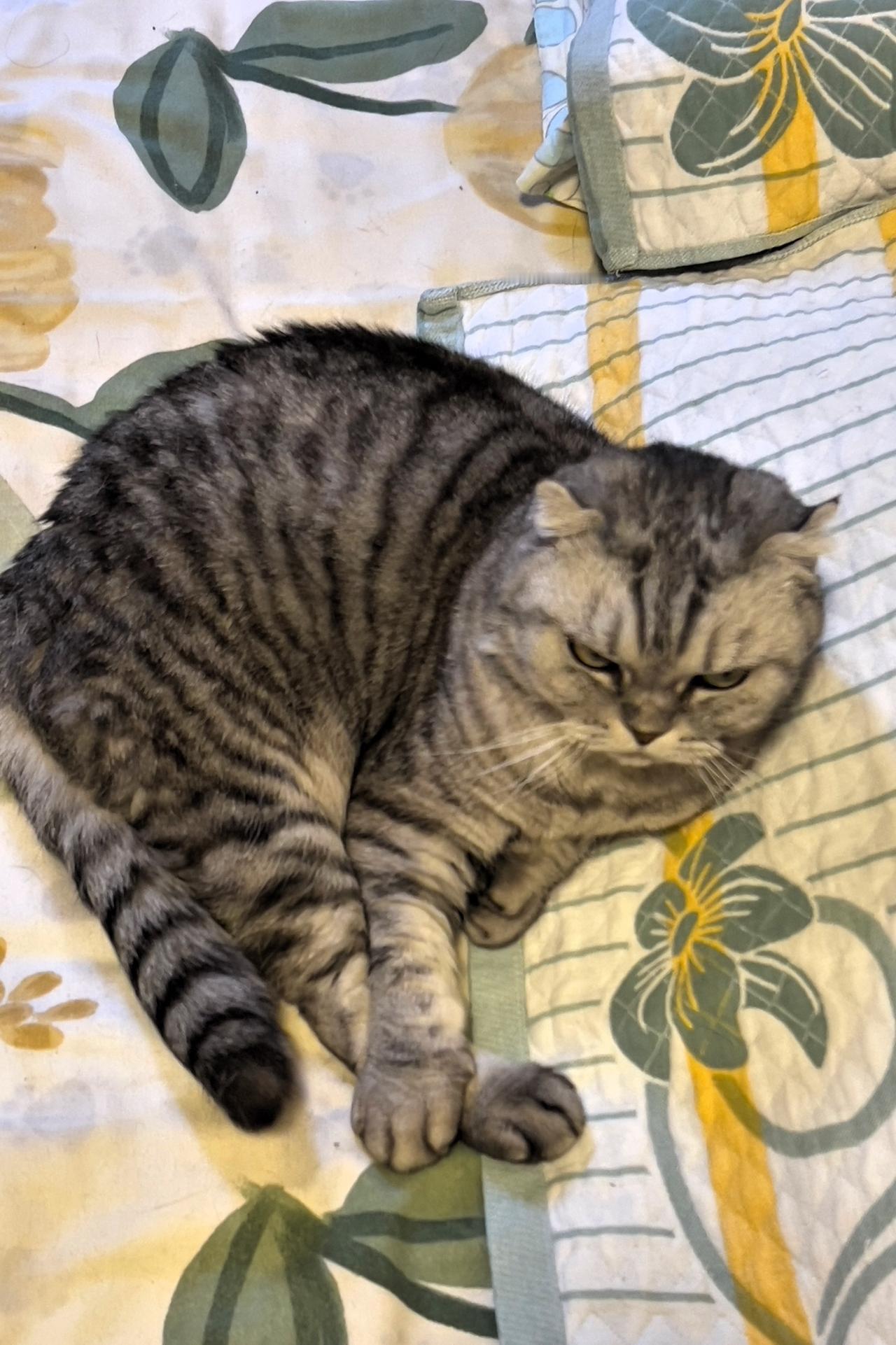 分享一只可爱的猫咪我的小猫咪，像一位老人，躺卧在枕头上睡觉，它认为这是它的地方，