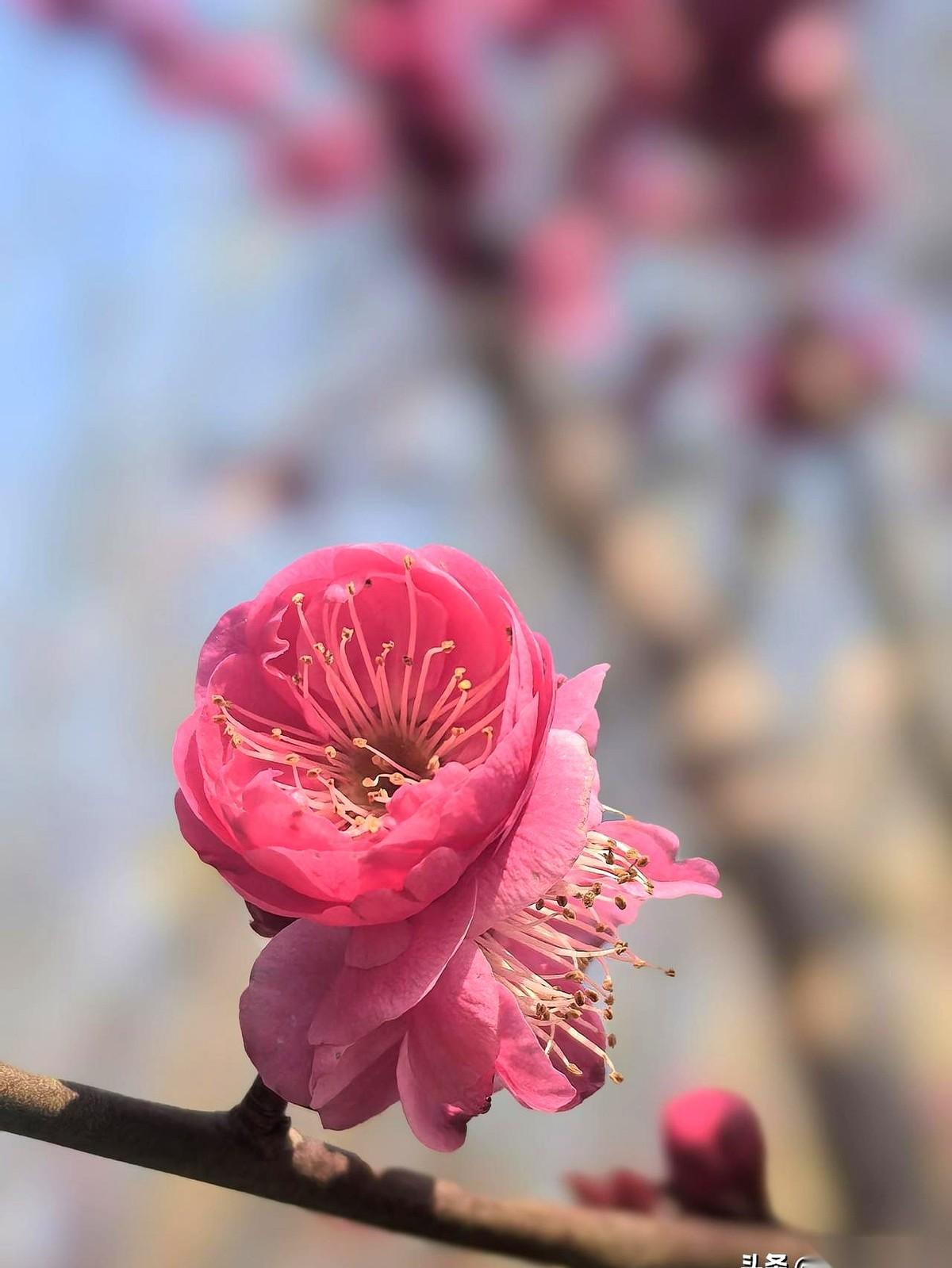 大清早，透过我家那大落地窗，总能看见一群穿着花睡衣、踩着拖鞋的人在马路上狂奔。