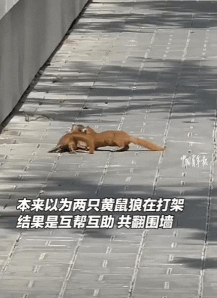 “太有灵性了！”北京一女子逛街偶遇2只黄鼠狼，紧紧抱在一起翻滚，起初她以为它们在