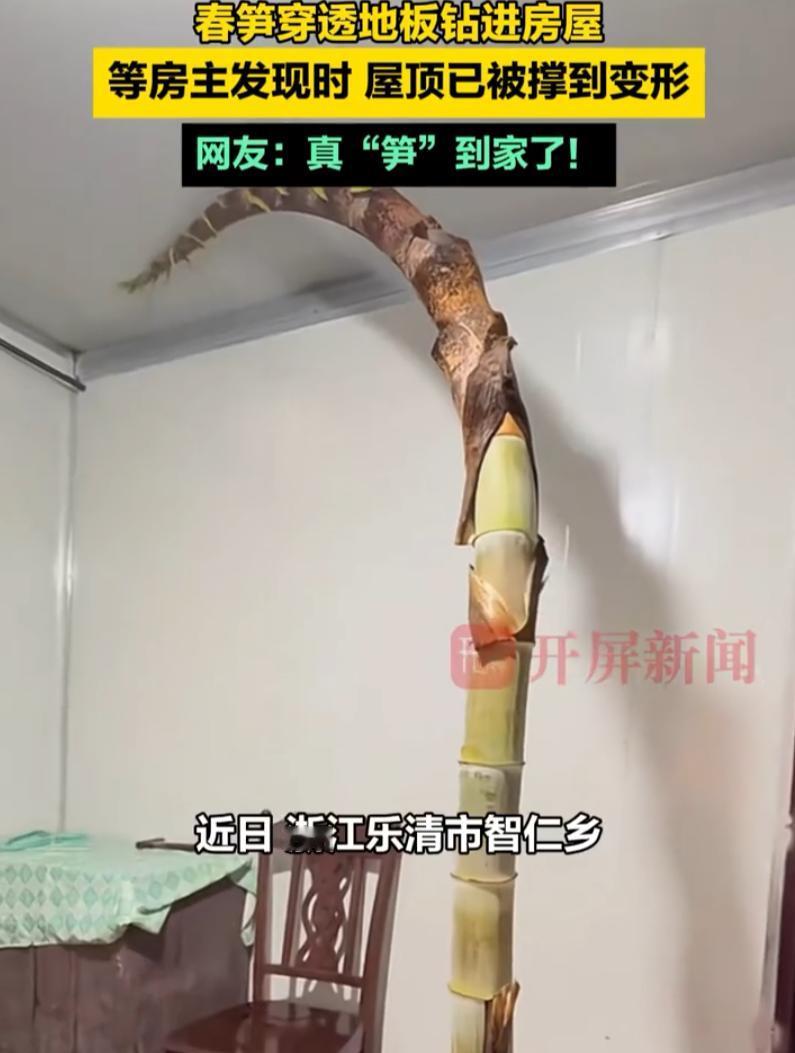 浙江乐清一位大哥，趁着五一假期回老家待两天。结果一推开那间活动板房的门，整个人直
