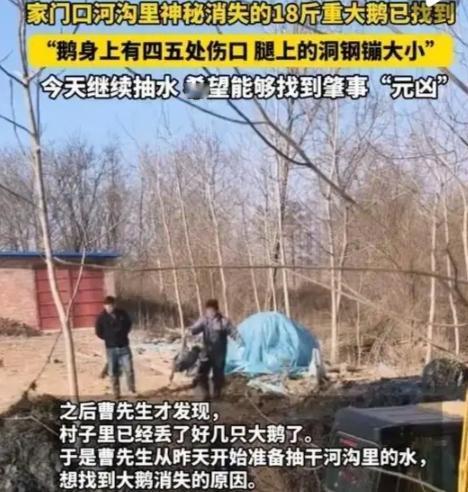 河南18斤大鹅秒变“失踪案”！抽干河沟找到时满身是伤，水下黑影成谜河南信阳