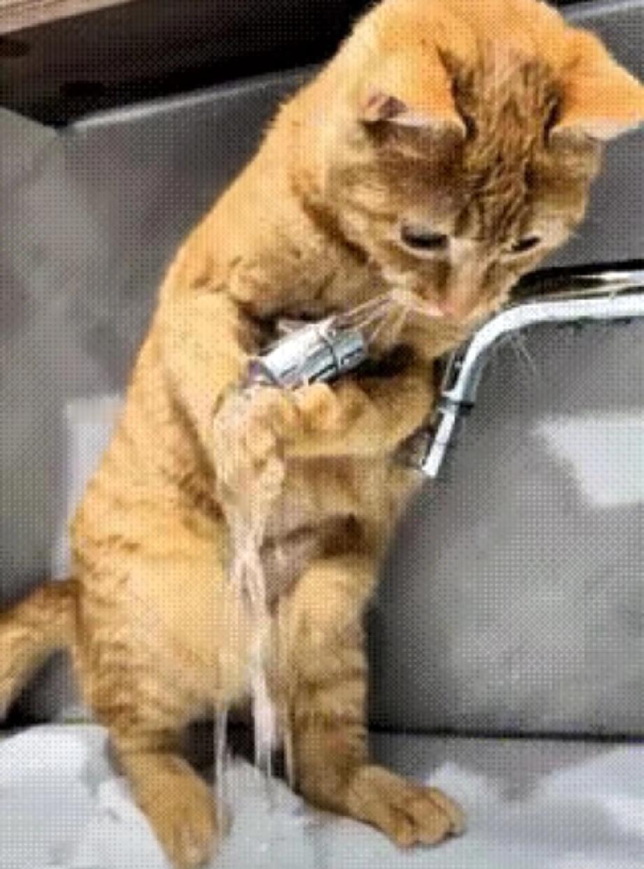 笑不活了！这只大橘猫简直是自带笑点的闯祸精，看完直接笑出眼泪！偷偷溜进厨房