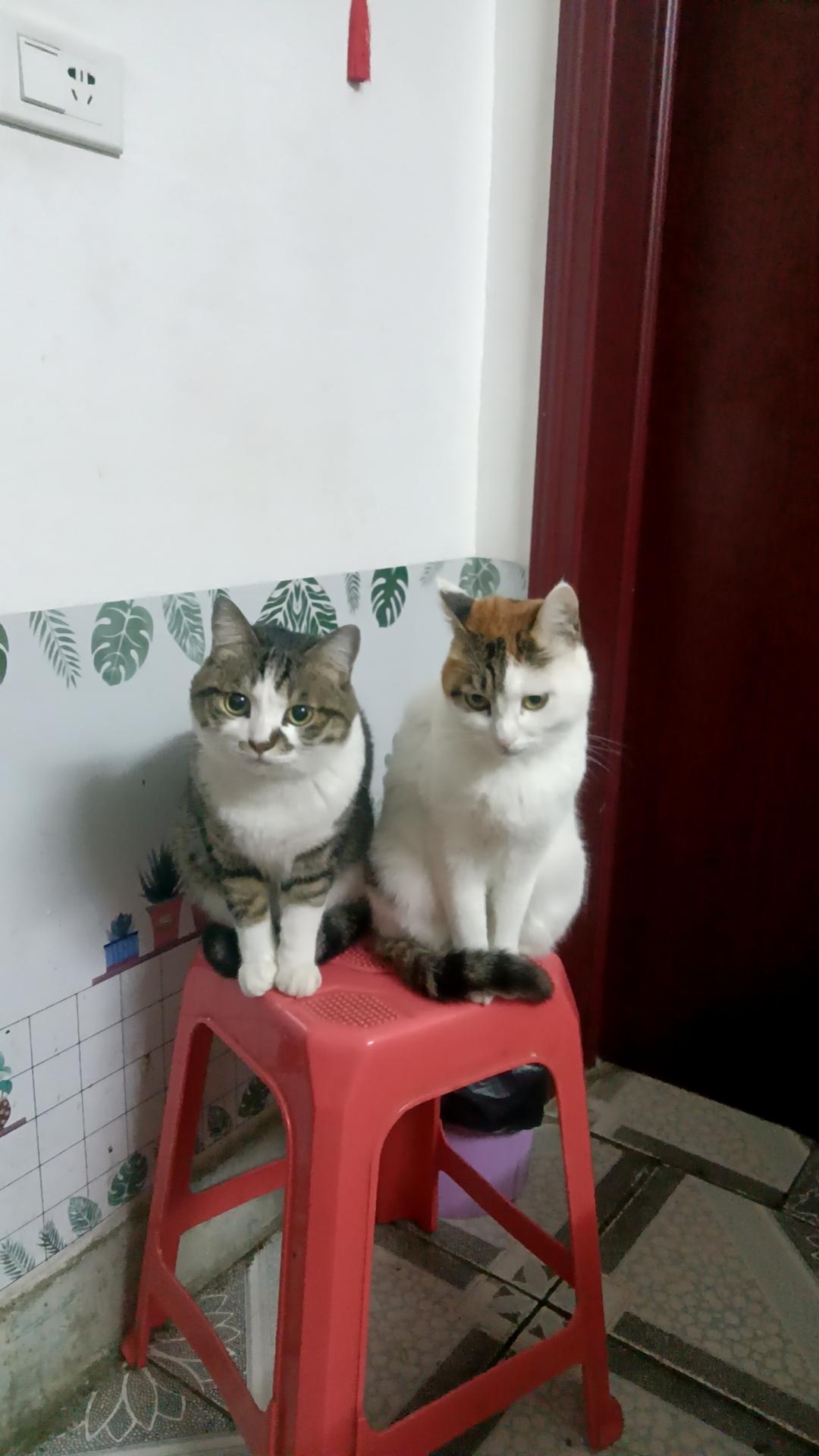 两只小可爱这招人喜欢的样子，太搞笑了，我要留个纪念，哈哈😃