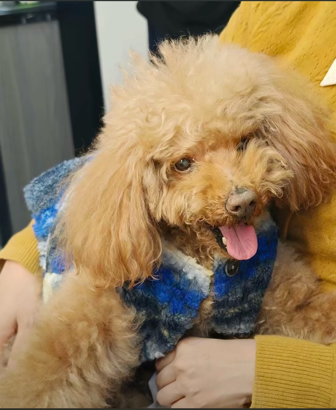 杨紫白菊紫紫情人节发了新的动态piupiu……