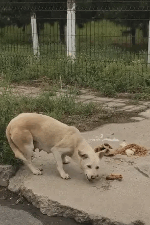 流浪狗吃东西胆小害怕，紧紧夹着尾巴，生怕被人袭击