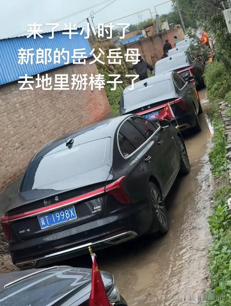新郎接新娘的车队到门口半小时了，岳父岳母去玉米地掰玉米去了！来都来了都去给掰棒子