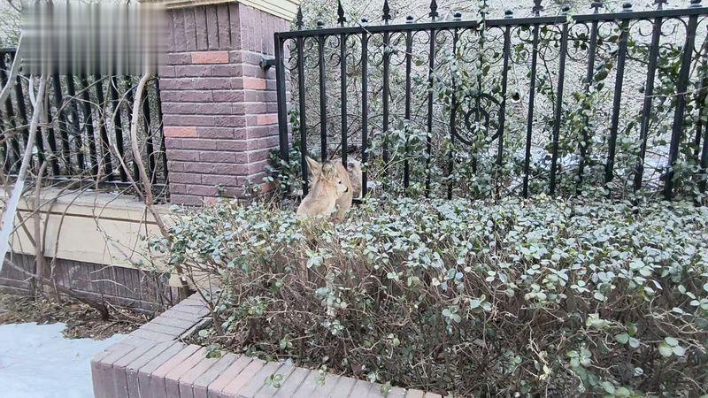 野生狍子冲刺下山, 不慎卡进小区金属栅栏难以脱身