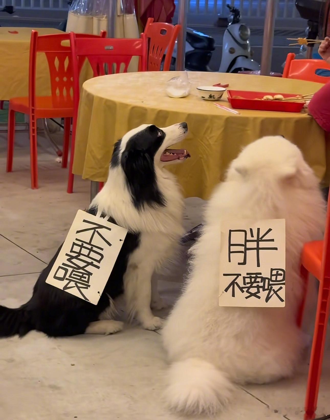 小狗也有被做局的一天