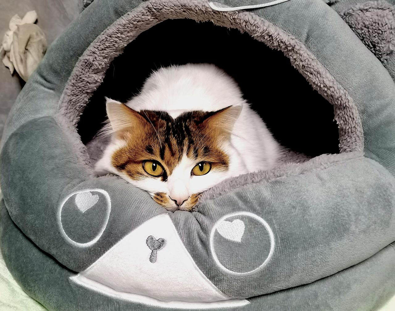 有猫咪的家庭，没有寂寞，只有平静，自由踱步或盘曲酣眠的小猫会让你内心充盈，平和宁