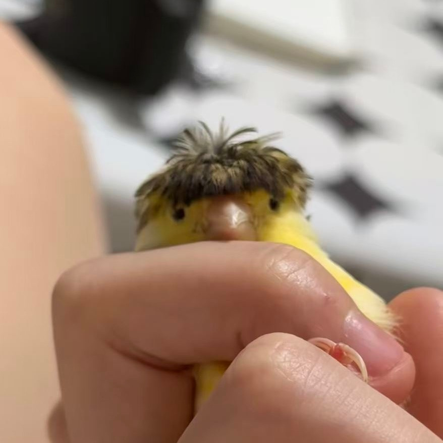 刷到这个小鸟hhhhh好像