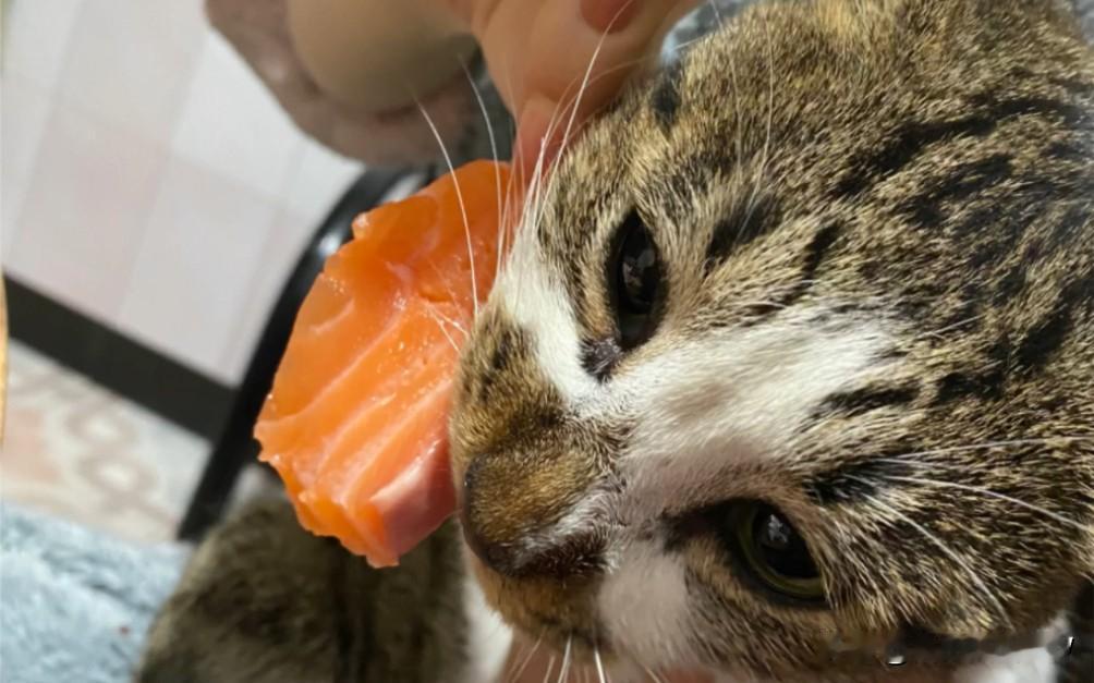 一只中华狸花猫到美国生活了，可是它不习惯美国的饮食，三明治、汉堡它都不吃。它