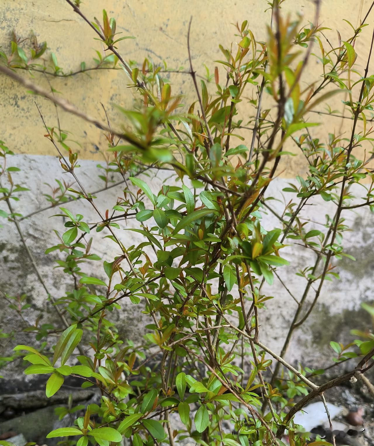 有些子女的孝心太过很残忍！老家的邻居今年79了，在女儿家，突发疾病晕倒，女儿在省