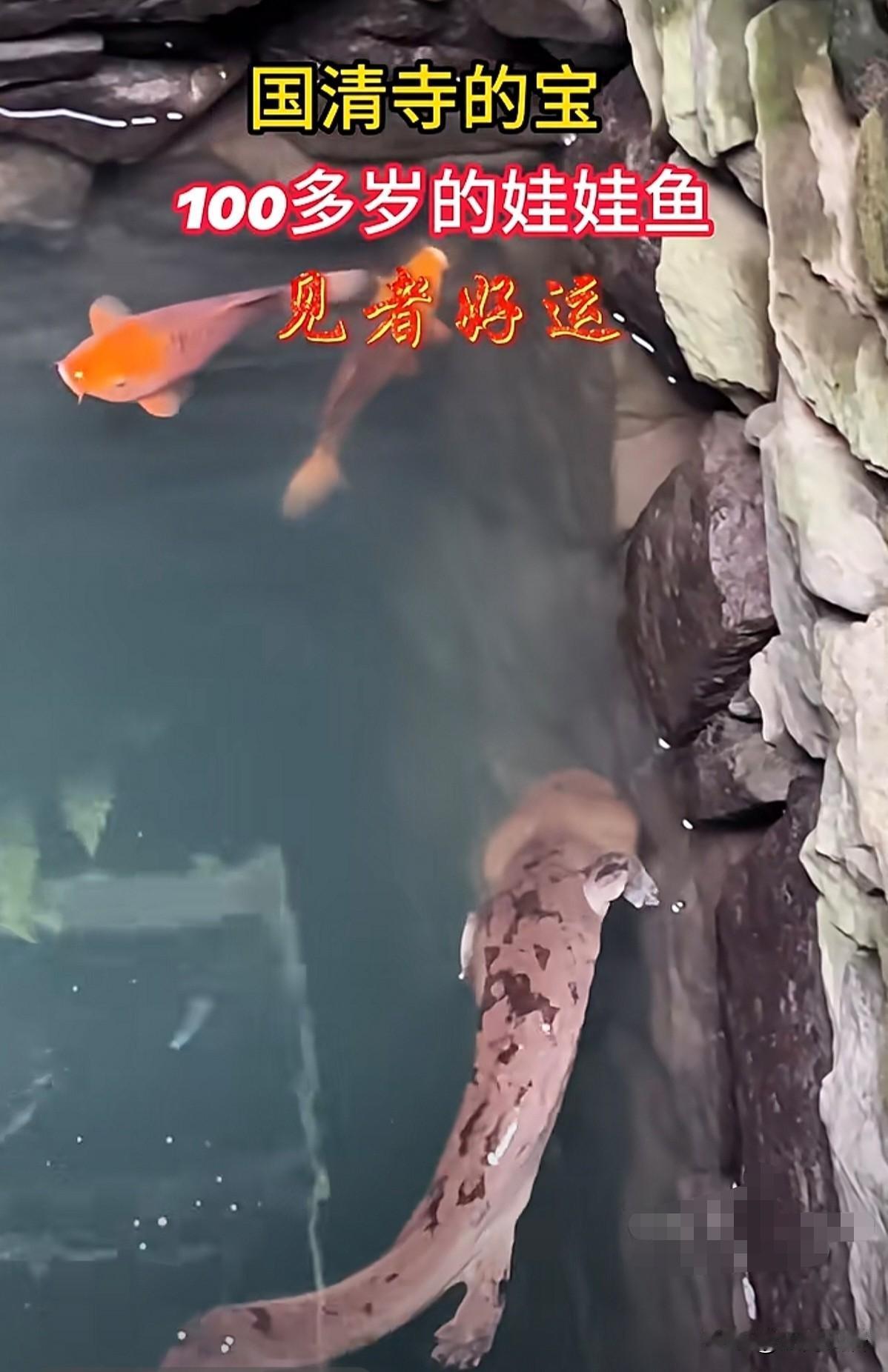 有网友在浙江台州天台县国清寺，拍到了100多岁的娃娃鱼！这么高龄的娃娃鱼，真的是