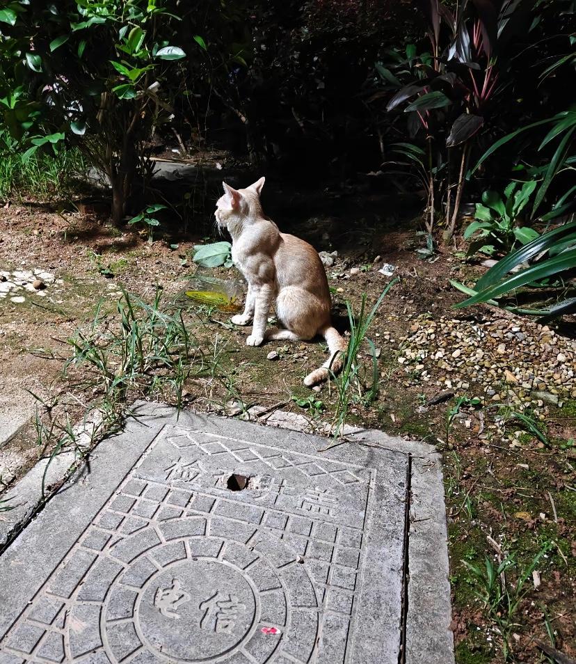 这流浪猫猫平常健身吧，身在江湖不容易，这一身腱子肉肯定身经百战～