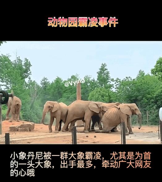 动物园也有霸凌，一群大象欺负一头小象，为首的那头大象出手最多，倔强的小象似乎不