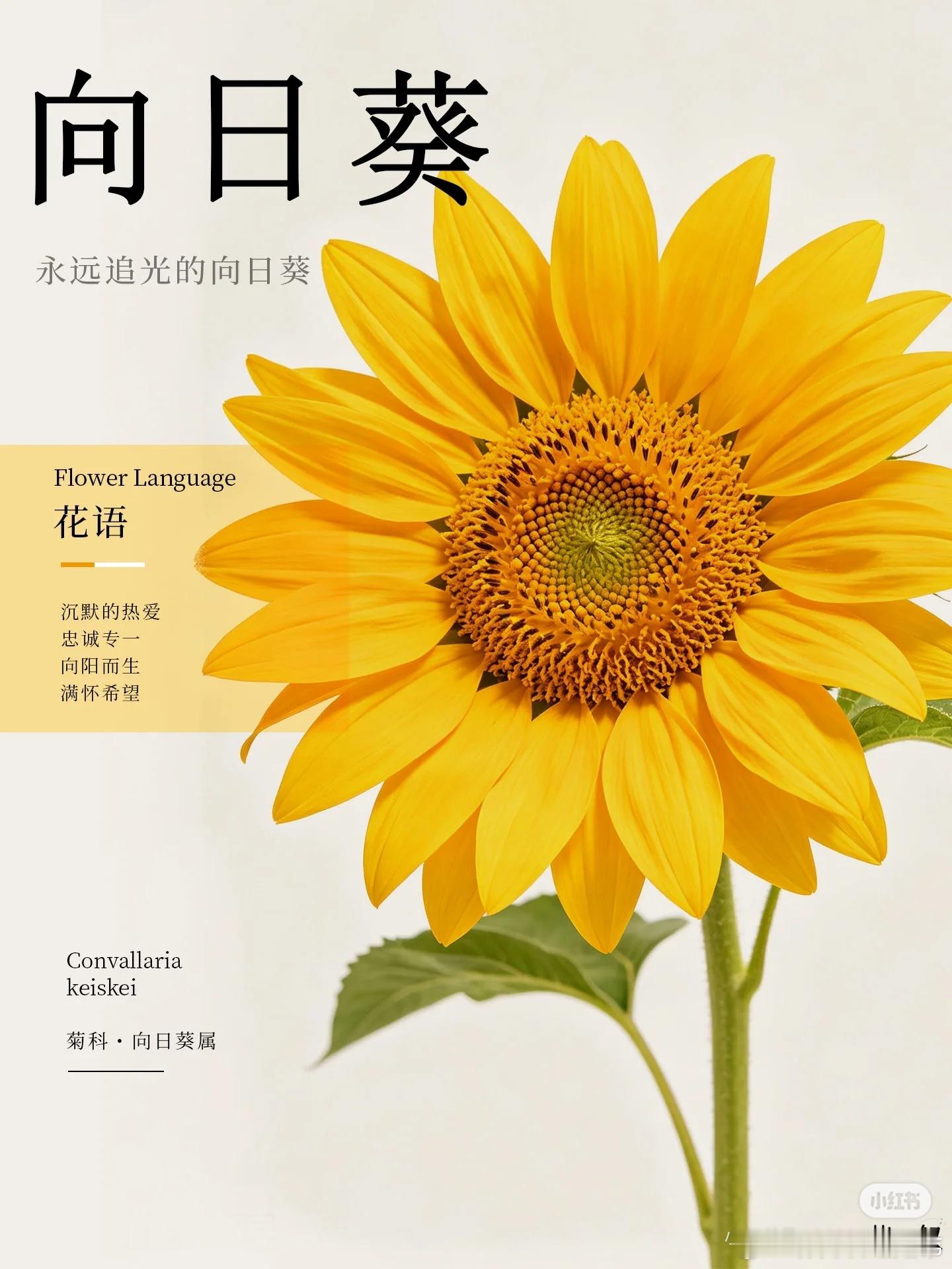 每天认识一种花-向日葵永远向着太阳生长，把温柔与热忱藏进金黄花盘科属：菊科．向日