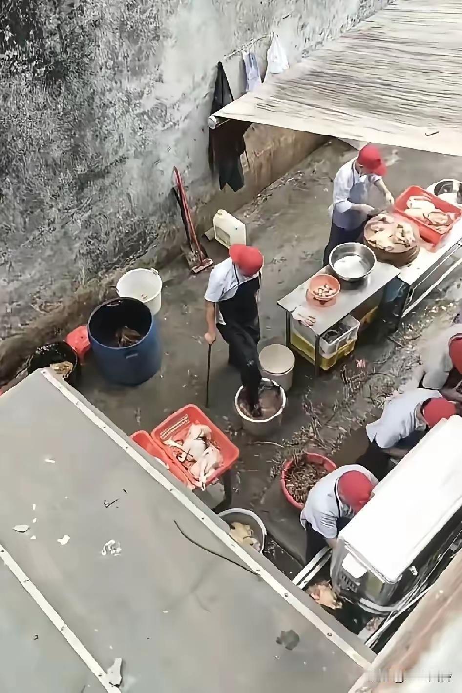 老莫早劝过别凑热闹，这下莫氏鸡煲彻底被推上风口浪尖，被邻居曝光后厨杀鸡画面，直接