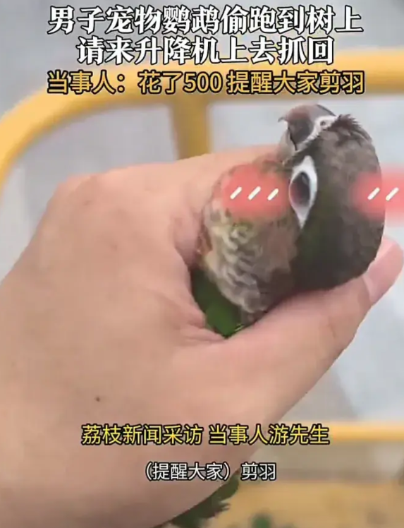 这年头养只宠物也不容易！5月23日，广东东莞一名男子发视频称，自己养了一只鹦鹉当