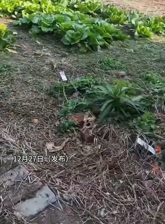 万万没有想到，一女子回老家祭拜已故父母，顺便再看看很久都没人住的老房子，不料刚到