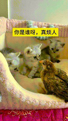 看到这个视频，笑出声！这只小鸡胆也太大了，直接闯到小猫窝里，挨个去叨人家小脸。给