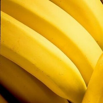 种植🍌香蕉的种植方法主要有以下几种：1.种子种植：将香蕉种子放在温水中浸泡