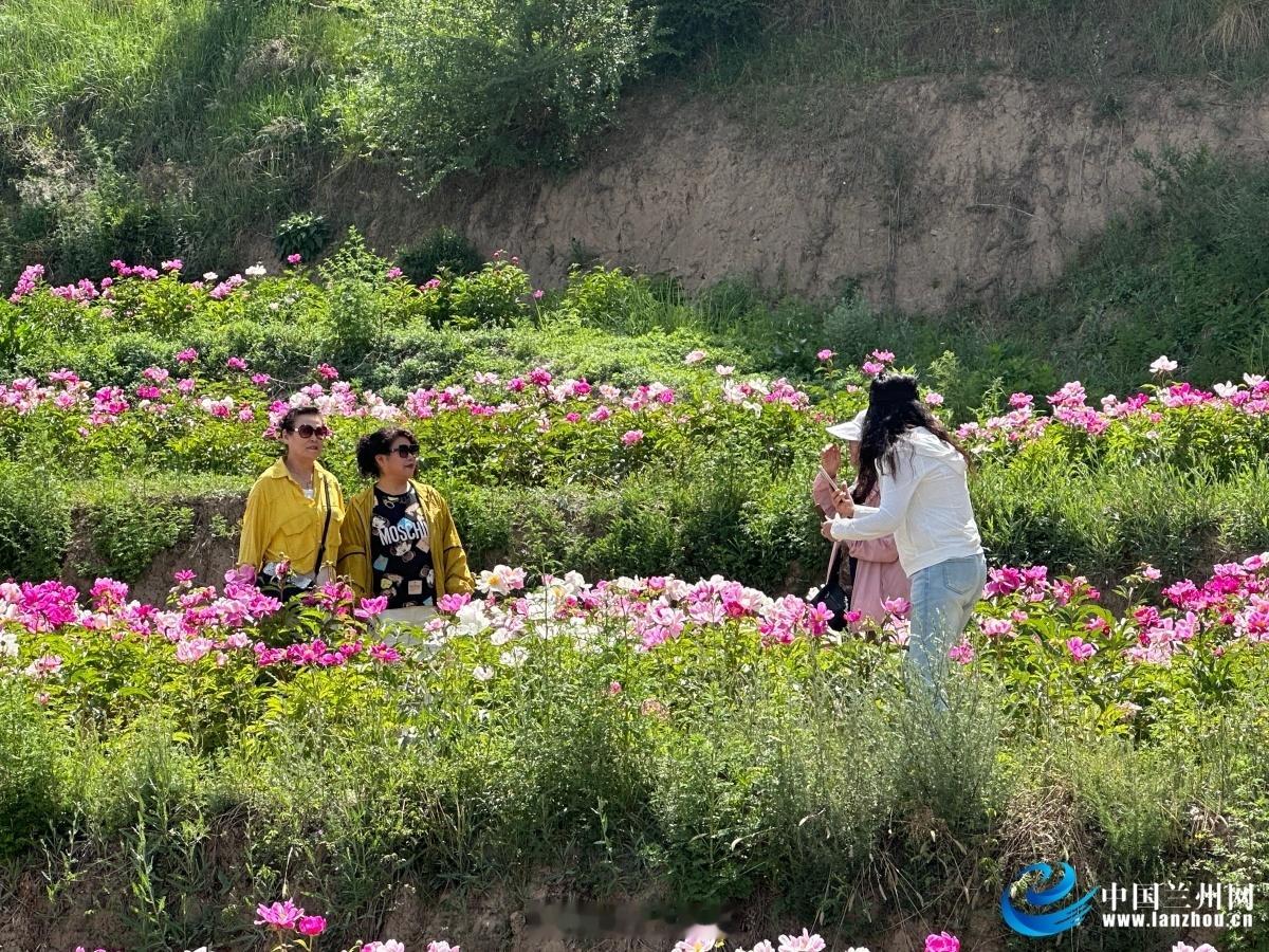 兰州七里河千亩芍药花海盛放【4000亩荒坡地变身芍药花海七里河区魏岭乡特色产业