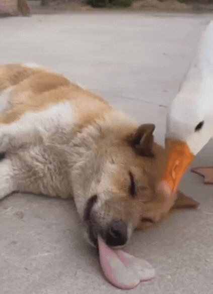 这狗是个讲究狗，醒来还要先看哈，确定一下是不是熟人[捂脸哭][捂脸哭][呲牙笑][呲牙