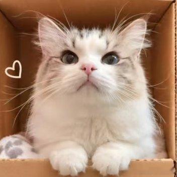 早安周一工作日让可爱的小猫咪来唤醒你吧………………​​​