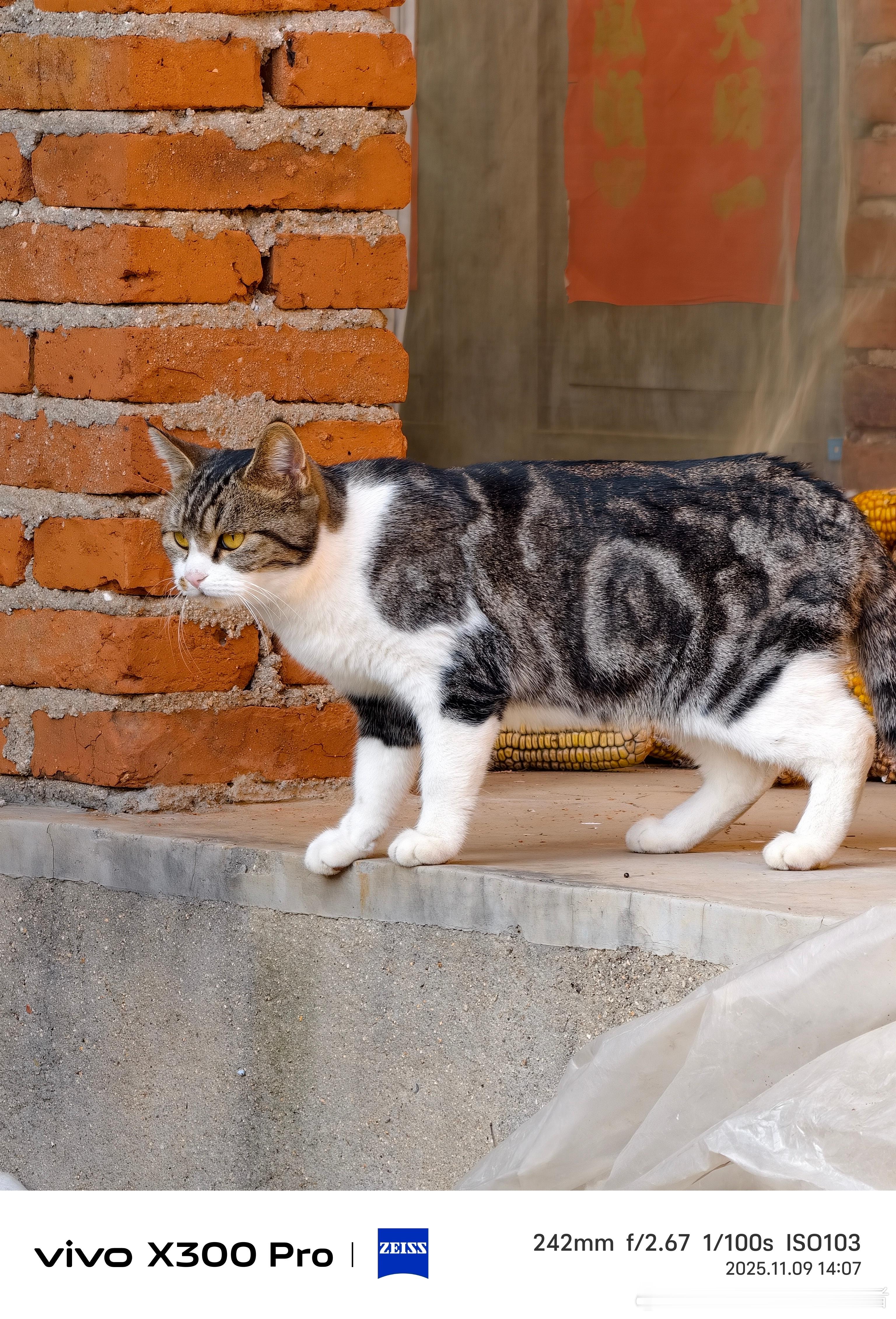 早上好！这三张图分别是十倍变焦、人像模式、十倍变焦的随手拍，感觉拍摄小猫咪的观