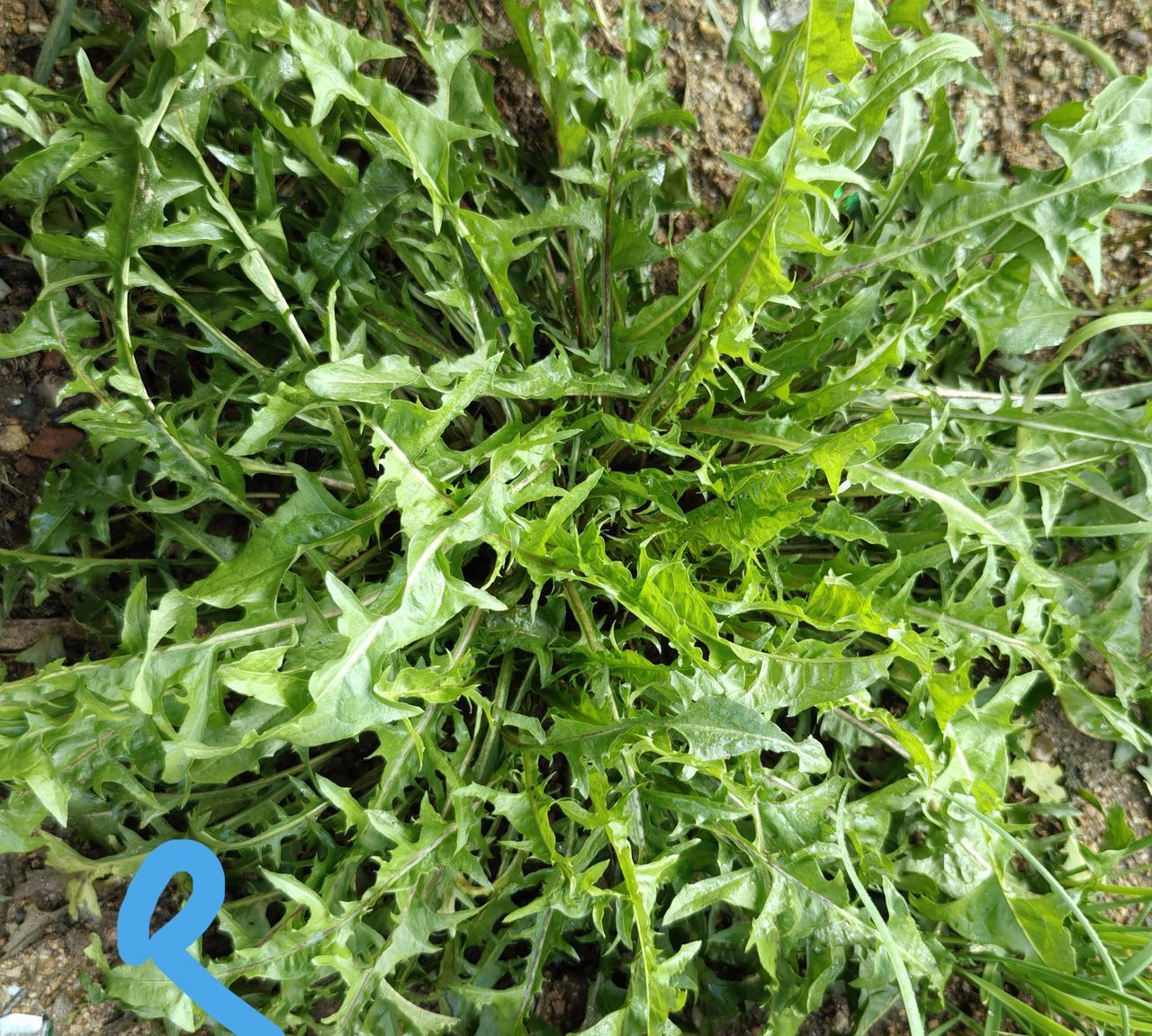 退休种地9年，却是错识误会了一种高贵而平凡的野生菜——蒲公英。一直以为，蒲公英
