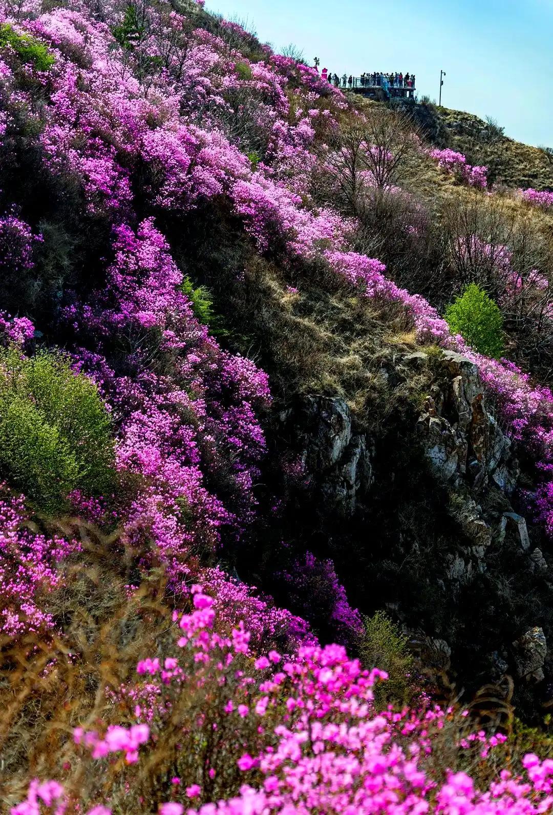 大黑山杜鹃花海，是大连春天最盛大的自然邀约。每年4月中下旬至5月初，近10万株野