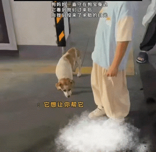 万物皆有灵！江苏，一女子在地下停车场遇到一只狗子向其求助，女子凑近一看才
